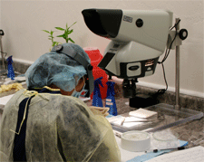 Technician prepares hair strip for disection under the microscope.